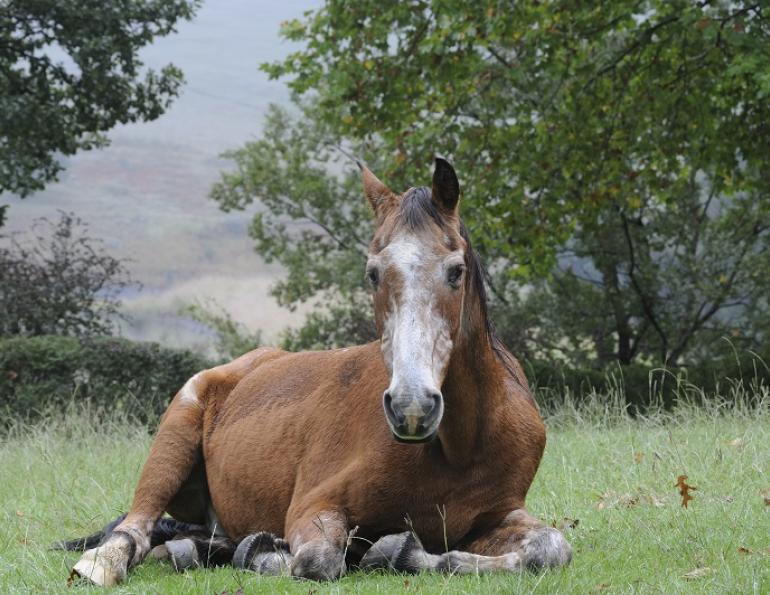 Geriatric Horse Care - Assisted Living For Our Equine Retirees